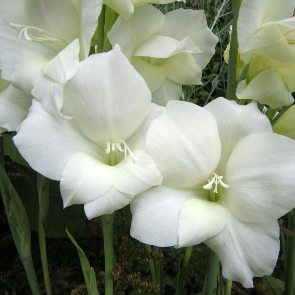 Gladiolus Fiona - Sword Lily