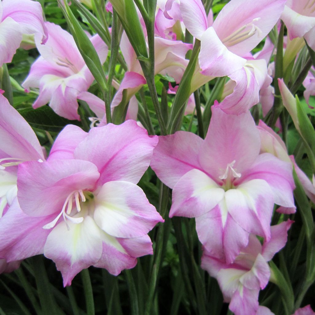 Gladiolus Charming Henry - Sword Lily