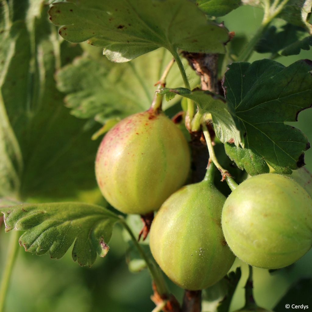 Gooseberry Crispa Greenling