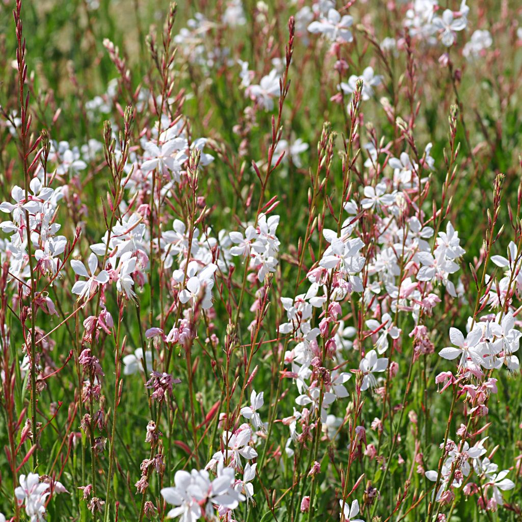 Gaura lindheimeri Elegance - Pearl Pink Lindheimers Gaura