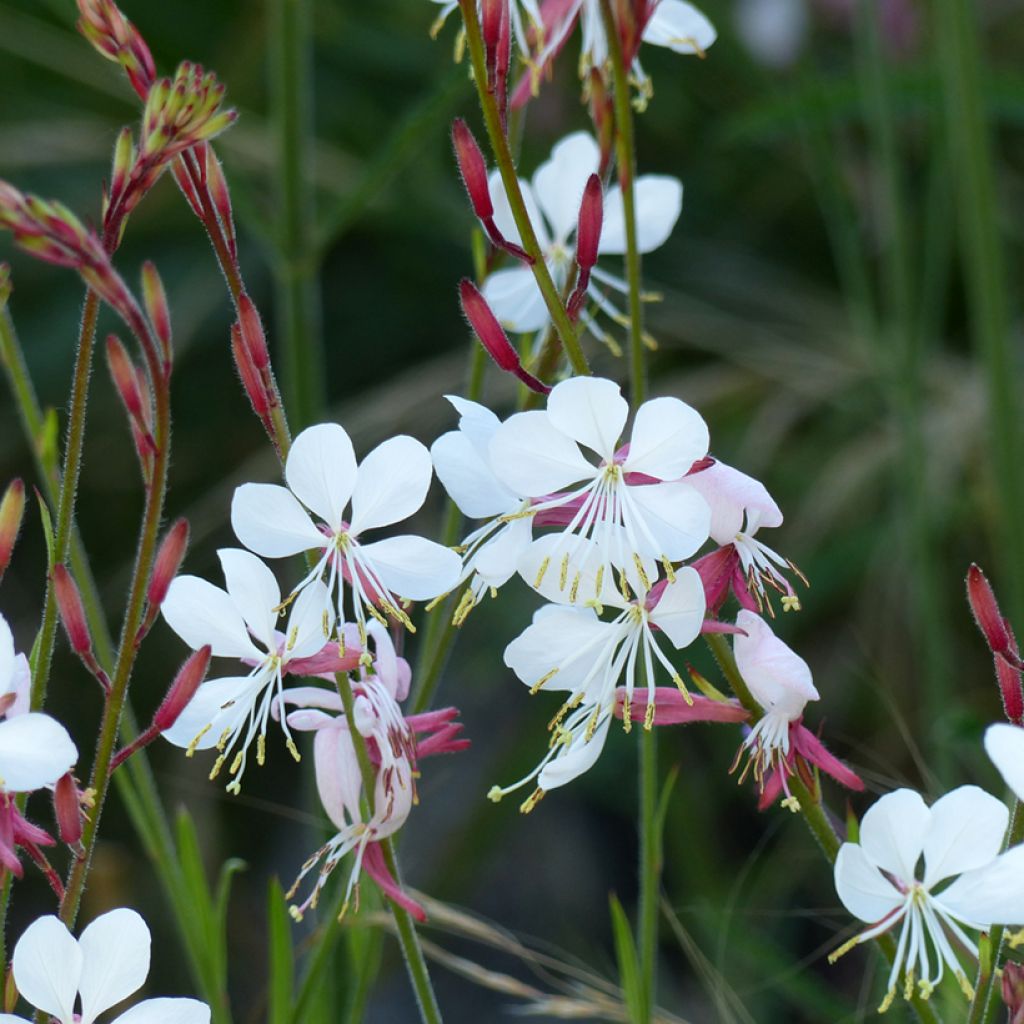 Gaura lindheimeri The Bride Seeds