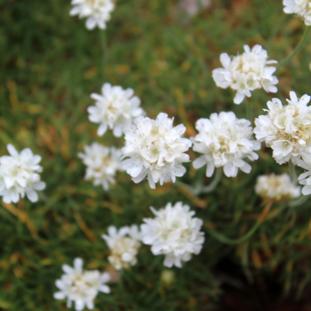 Armeria maritima Alba - Sea Thrift