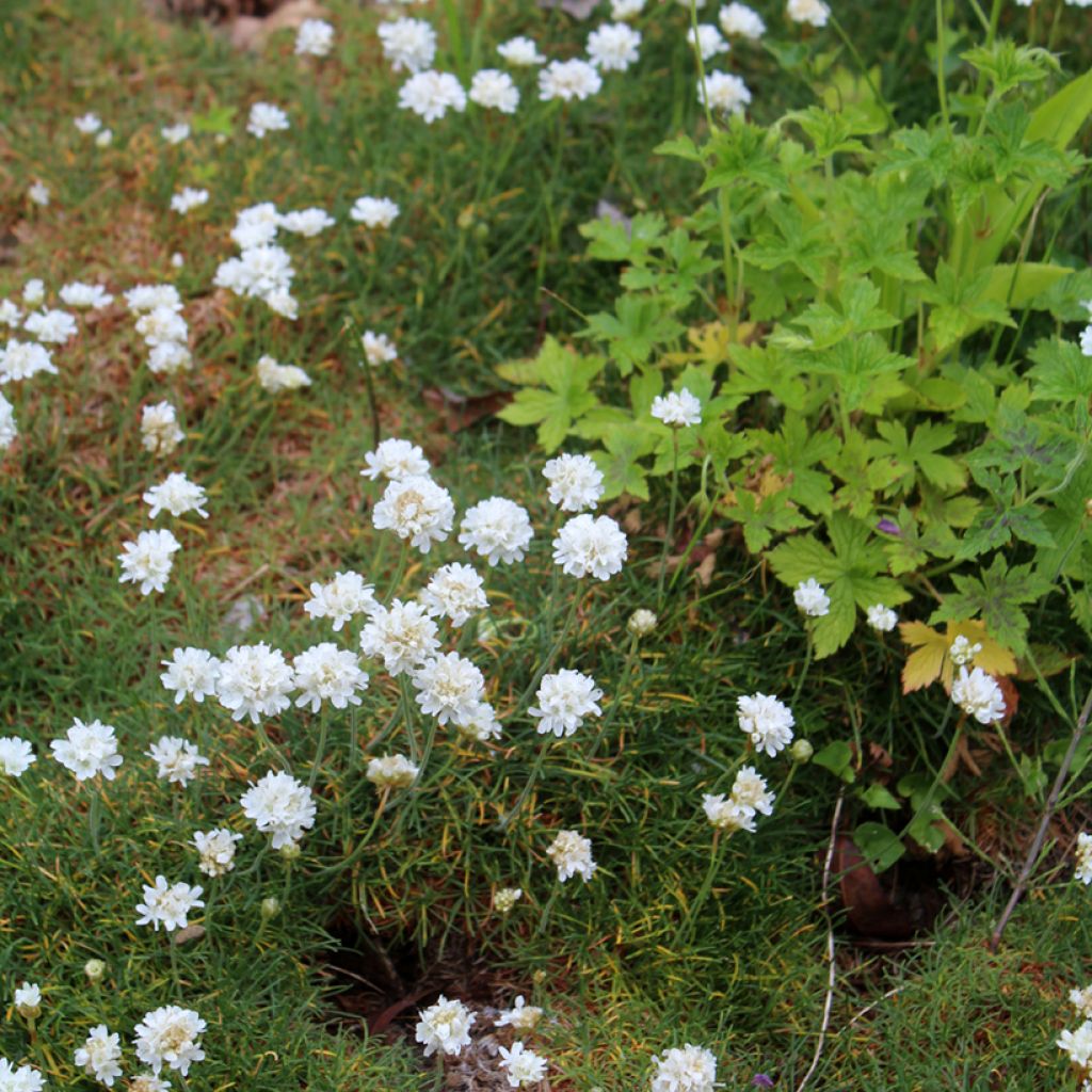 Armeria maritima Alba - Sea Thrift