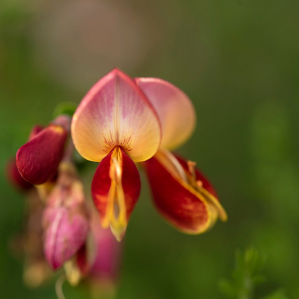 Cytisus scoparius Cytisus Lena