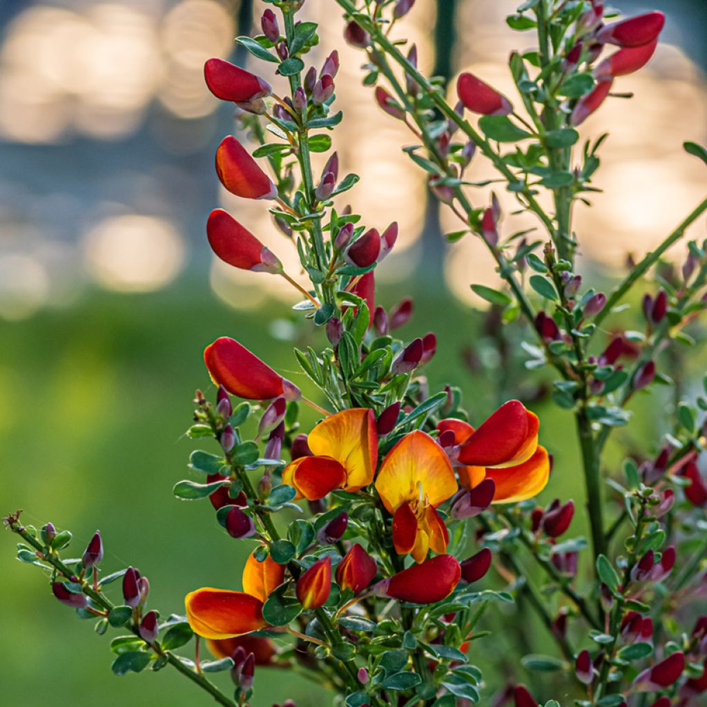 Cytisus scoparius Cytisus Lena