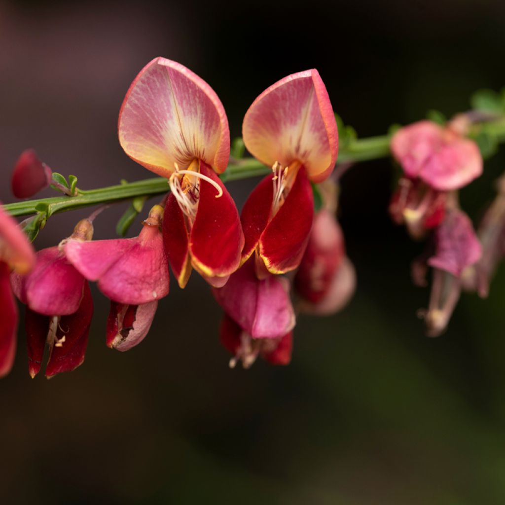 Cytisus scoparius Cytisus Lena