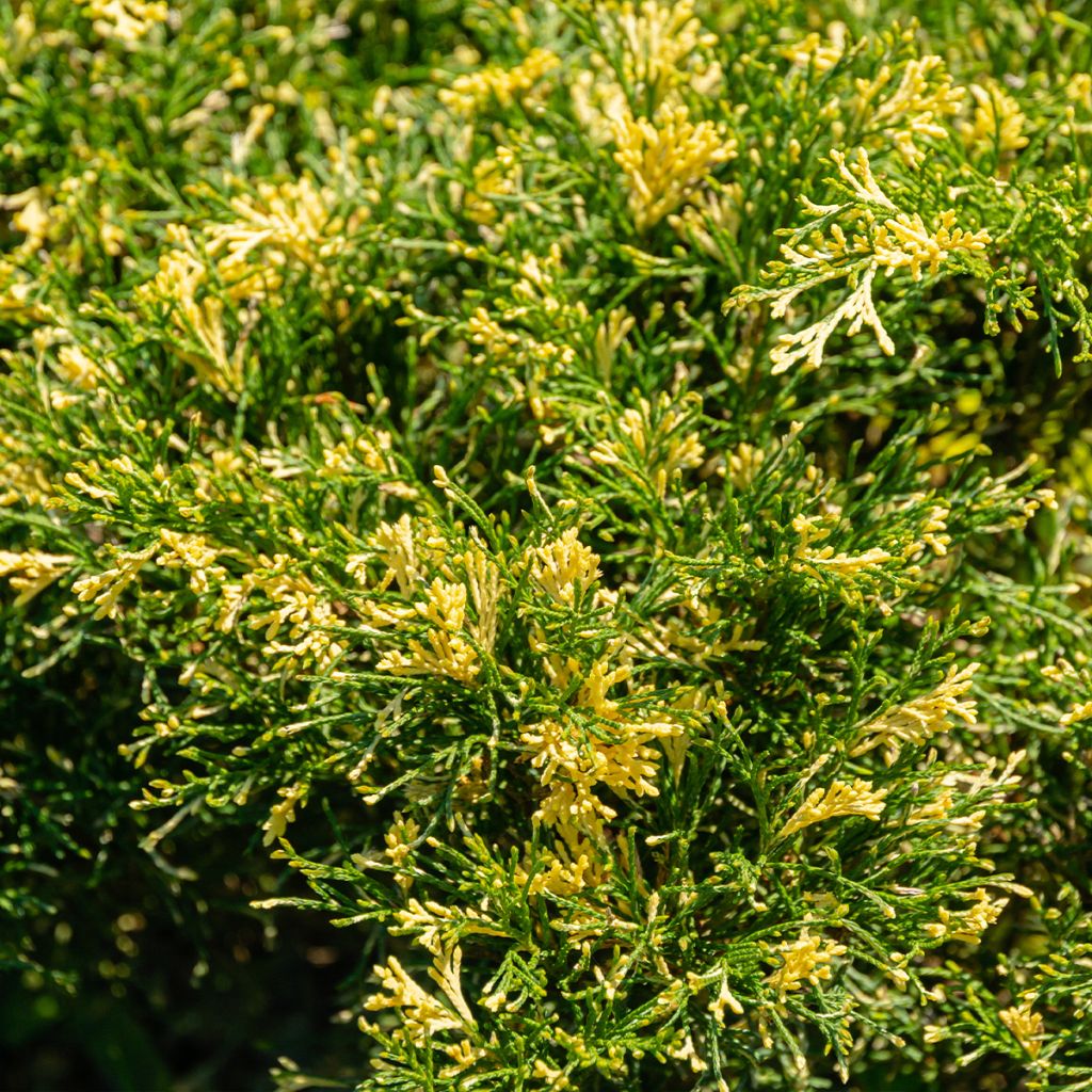 Juniperus sabina Variegata