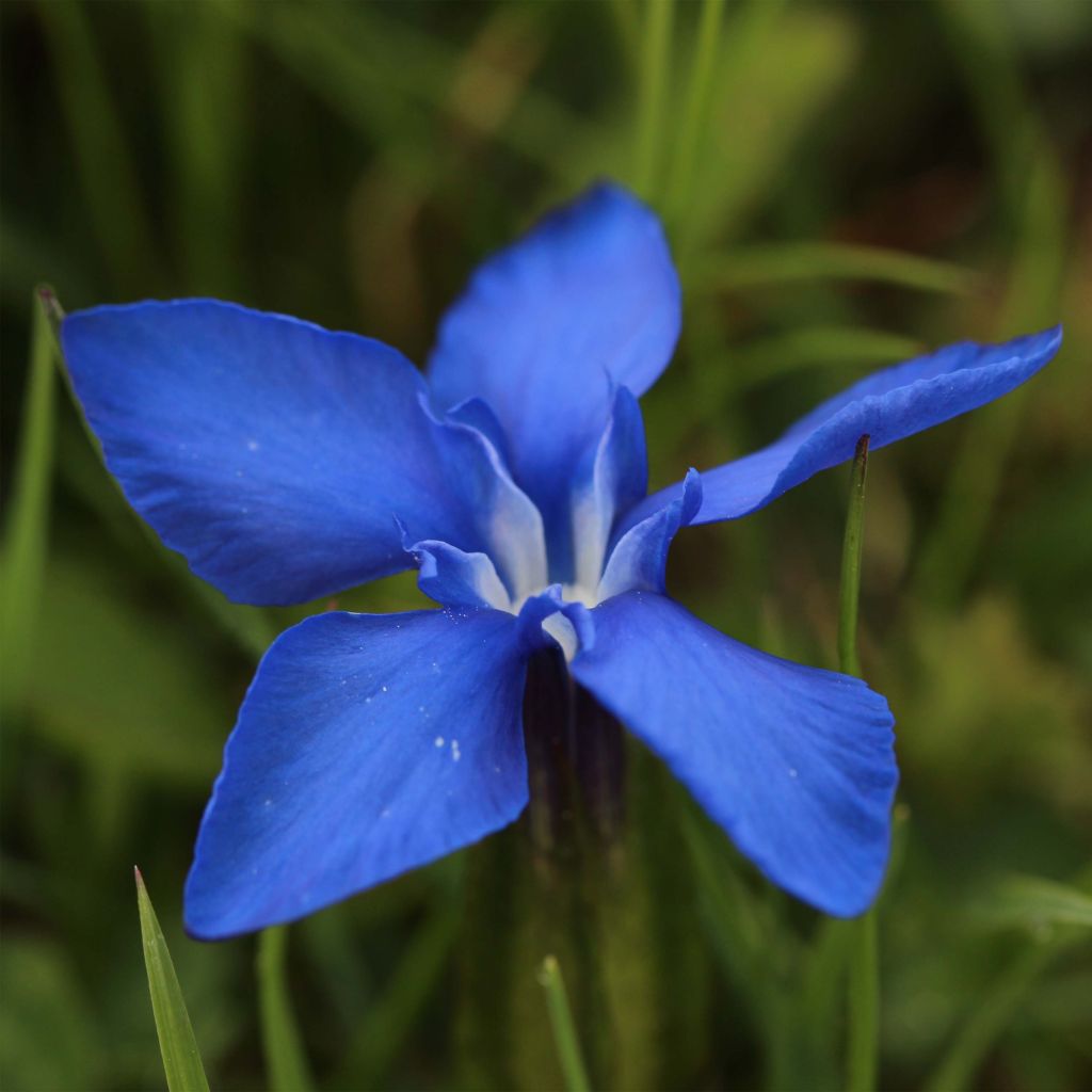 Gentiana verna