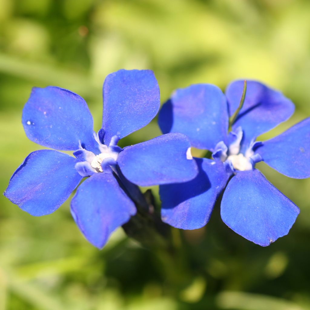 Gentiana verna