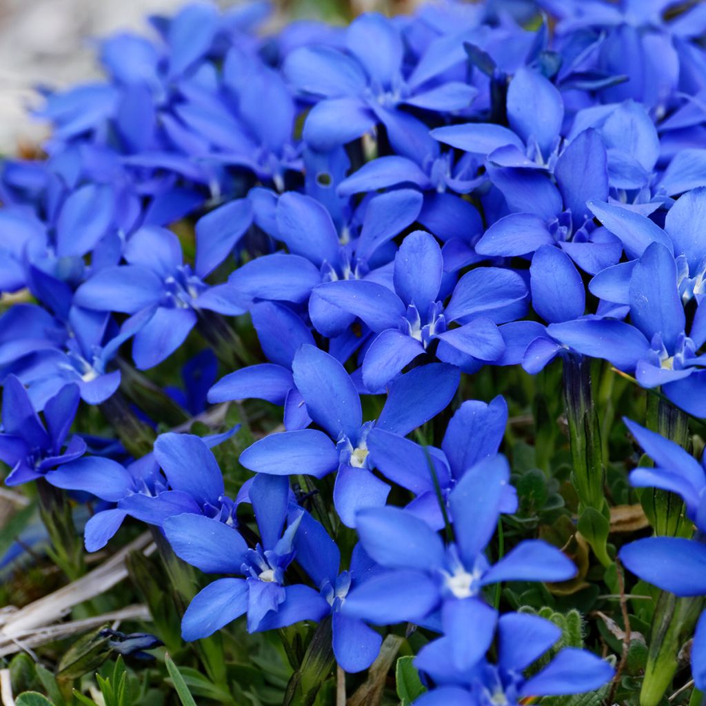 Gentiana verna