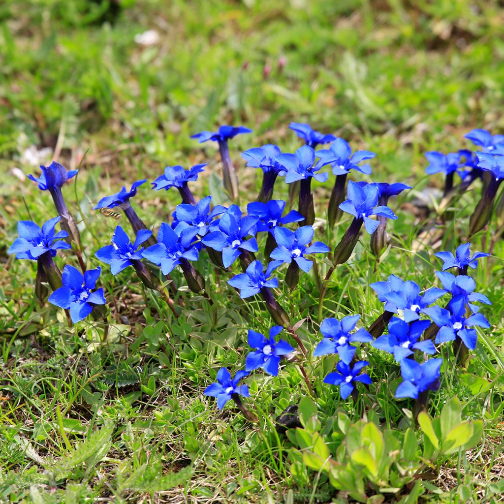 Gentiana verna