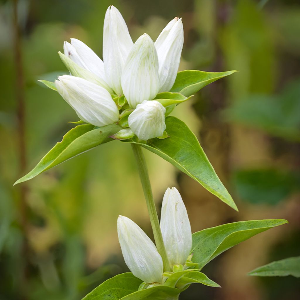 Gentiana asclepiadea var. alba