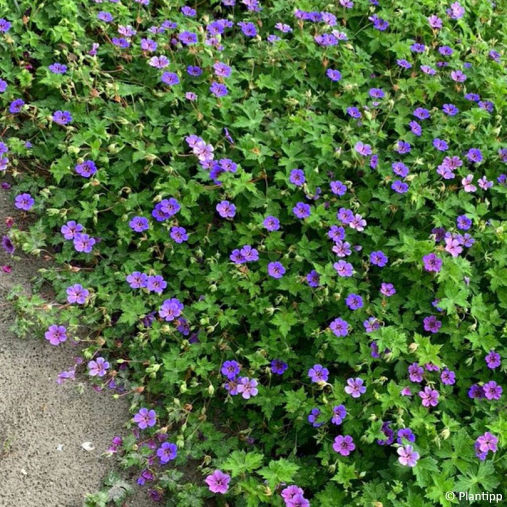 Geranium Mary Anne