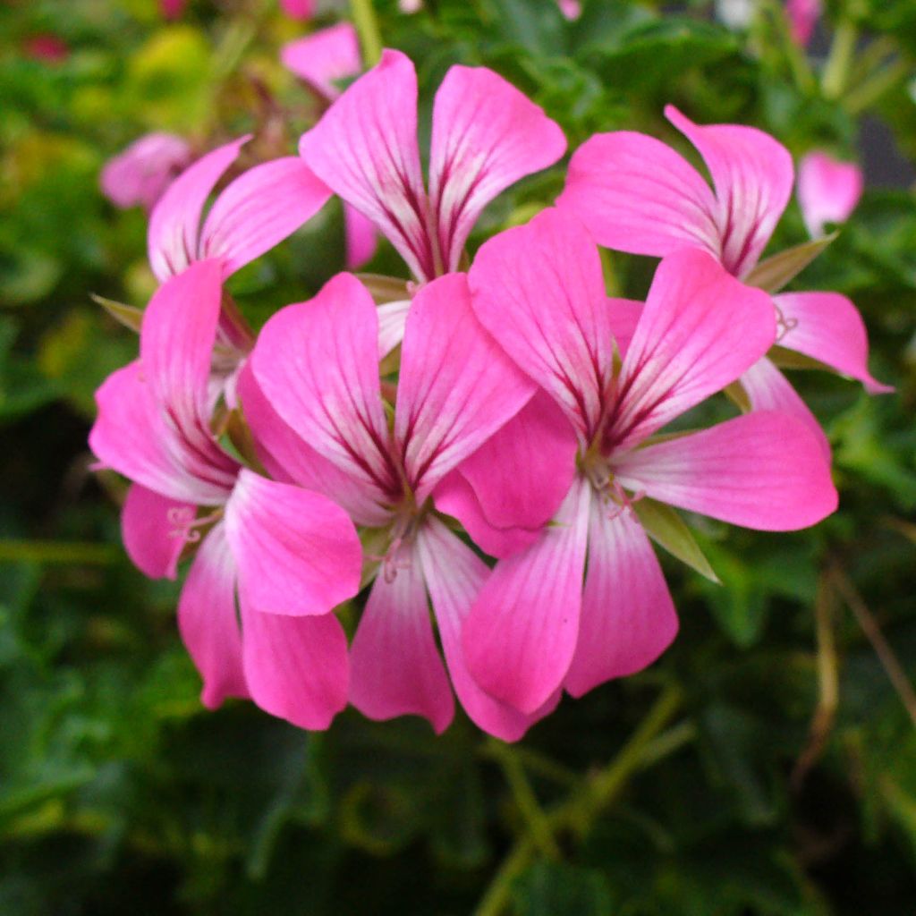 Pelargonium peltatum Balcon Desrumeaux