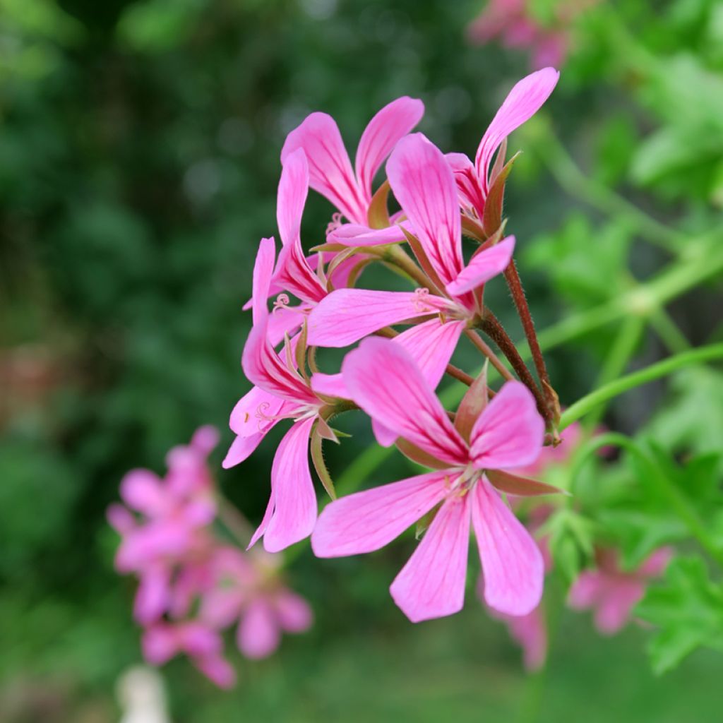 Pelargonium peltatum Balcon Lilas