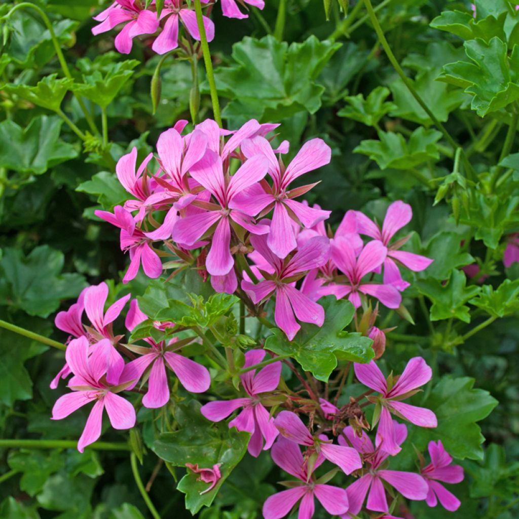 Pelargonium peltatum Balcon Lilas