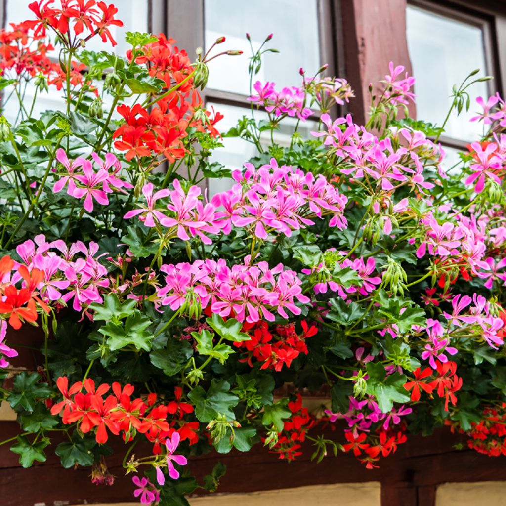 Pelargonium peltatum Balcon Lilas