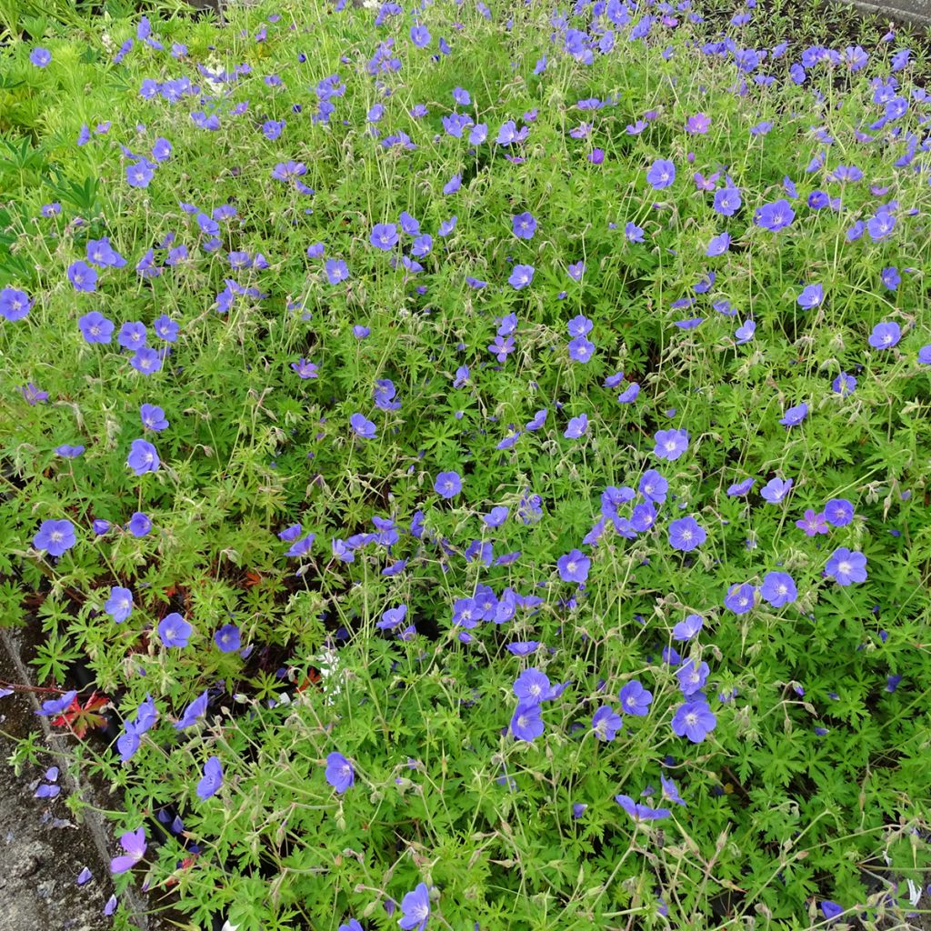 Géranium vivace Brookside - Géranium vivace hybride bleu 