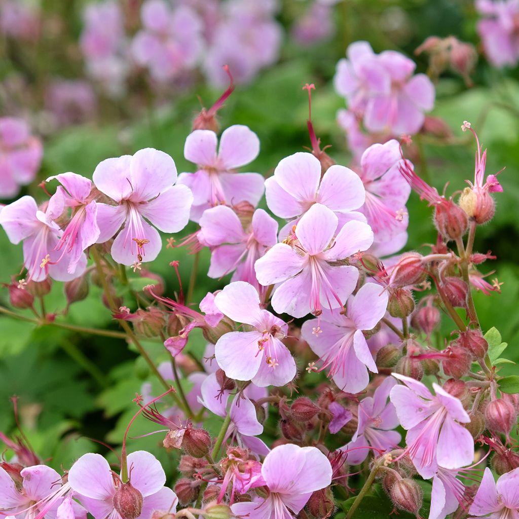 Geranium x cantabrigiense Hanne - Cranesbill