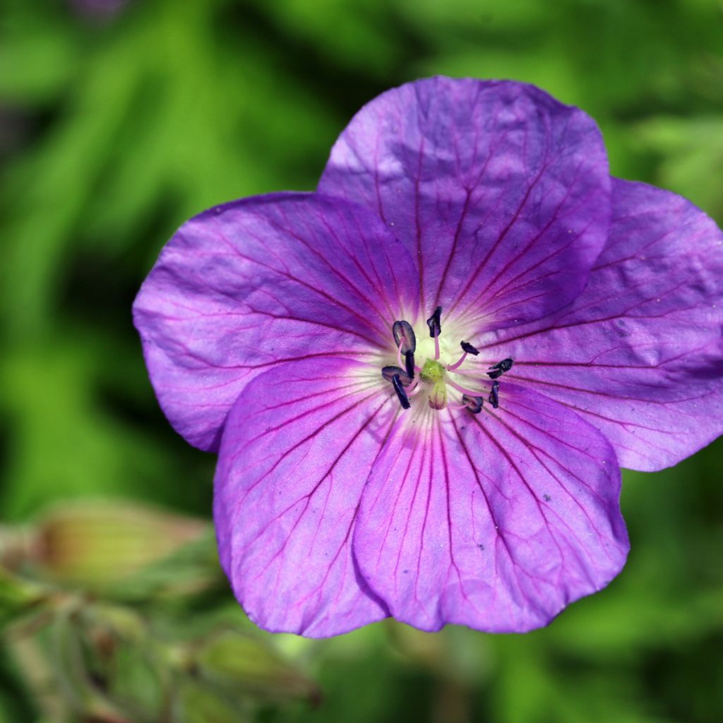 Geranium clarkei Kashmir Purple