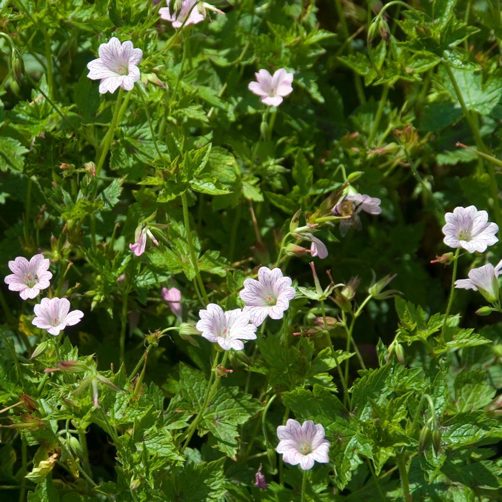 Géranium vivace oxonianum Walter s Gift