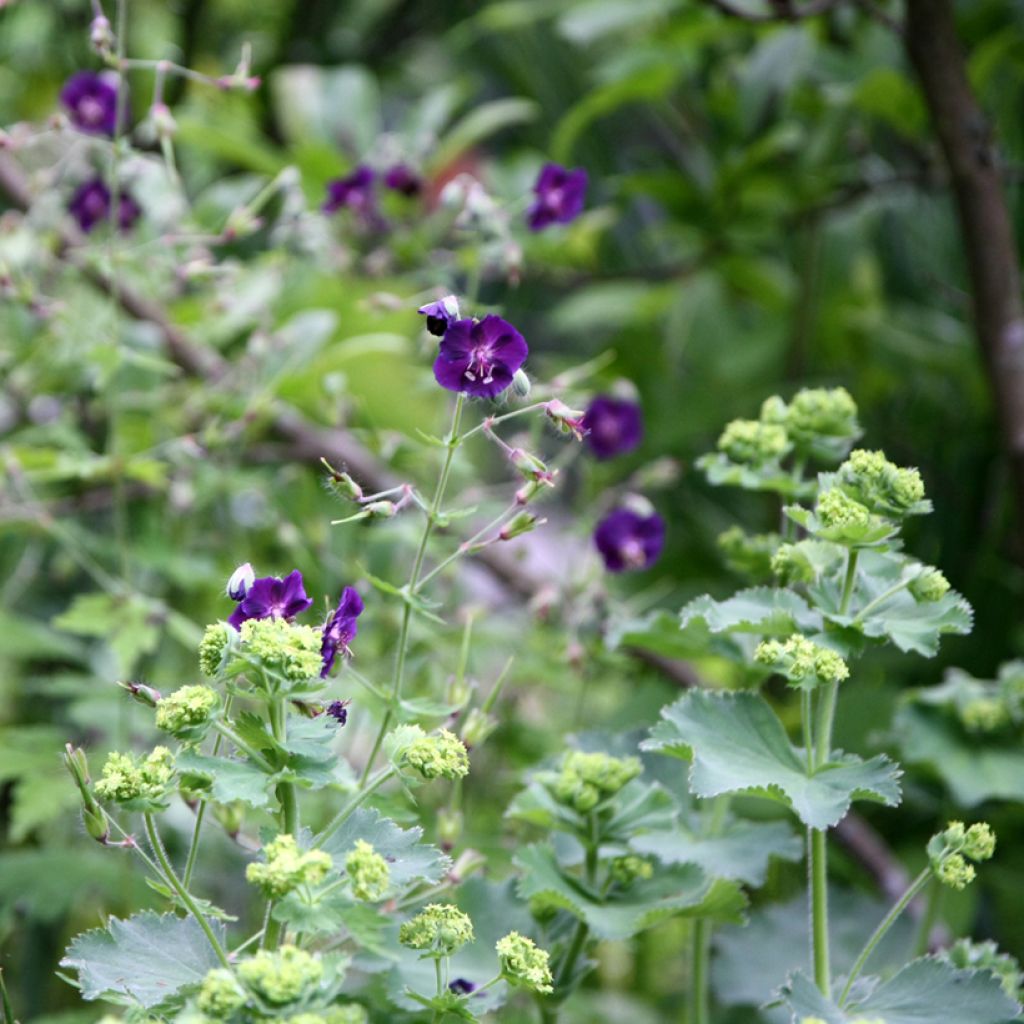 Geranium phaeum Raven