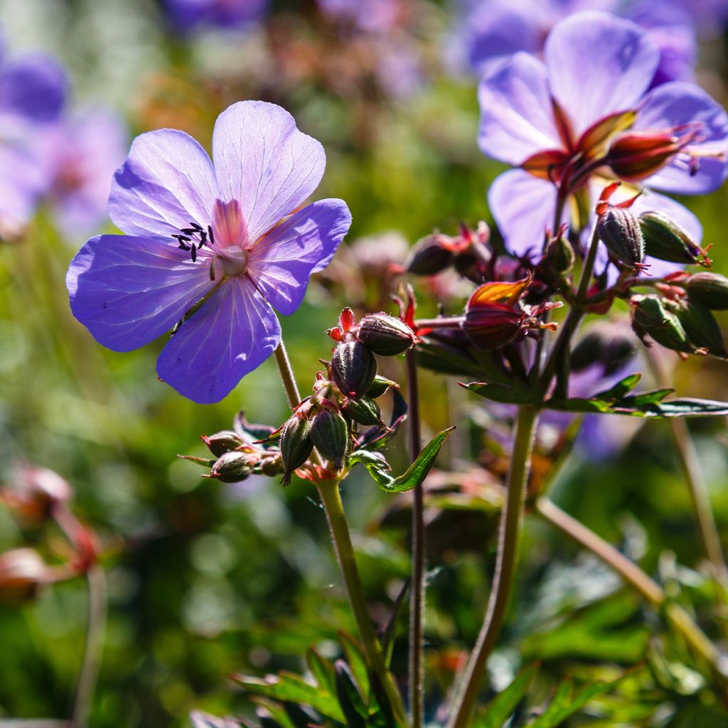 Geranium pratense Victor Reiter Junior