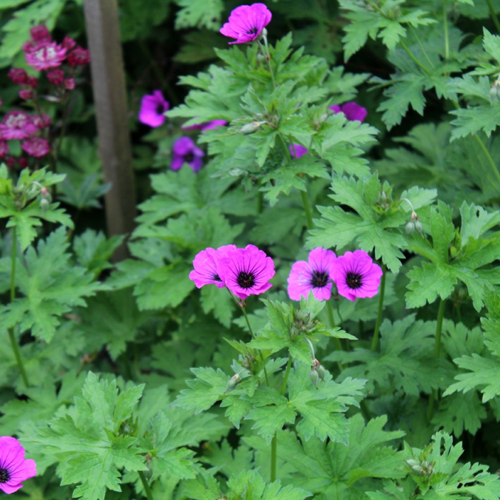 Geranium psilostemon - Armenian Cranesbill