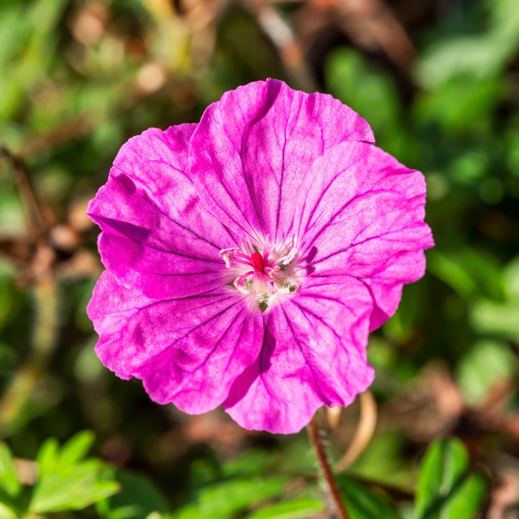 Geranium sanguineum Ankums Pride