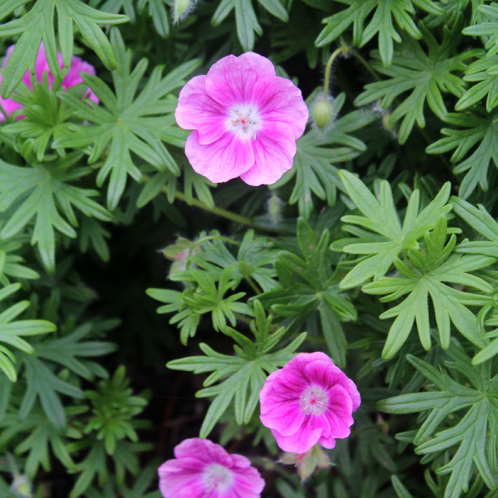 Geranium sanguineum Elke