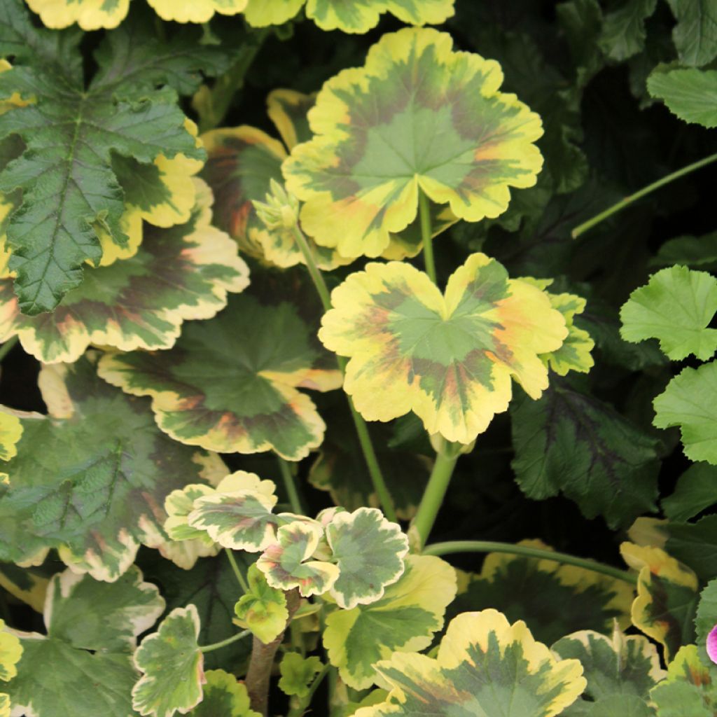 Pelargonium Brocade Mrs Pollock