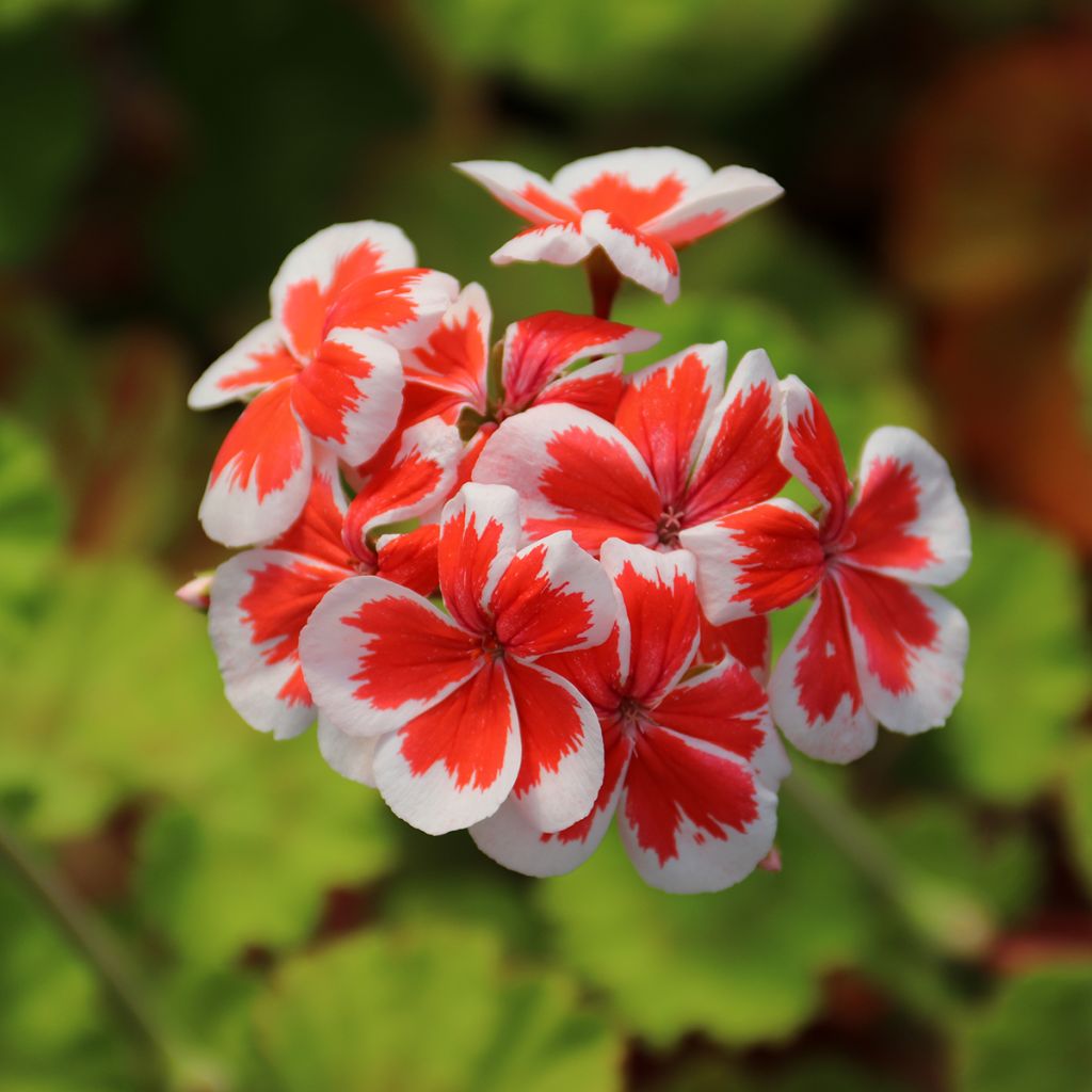 Pelargonium hortorum Mrs Wren