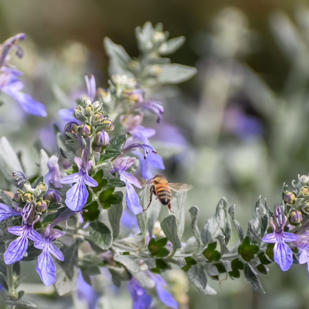 Teucrium fruticans - Tree Germander