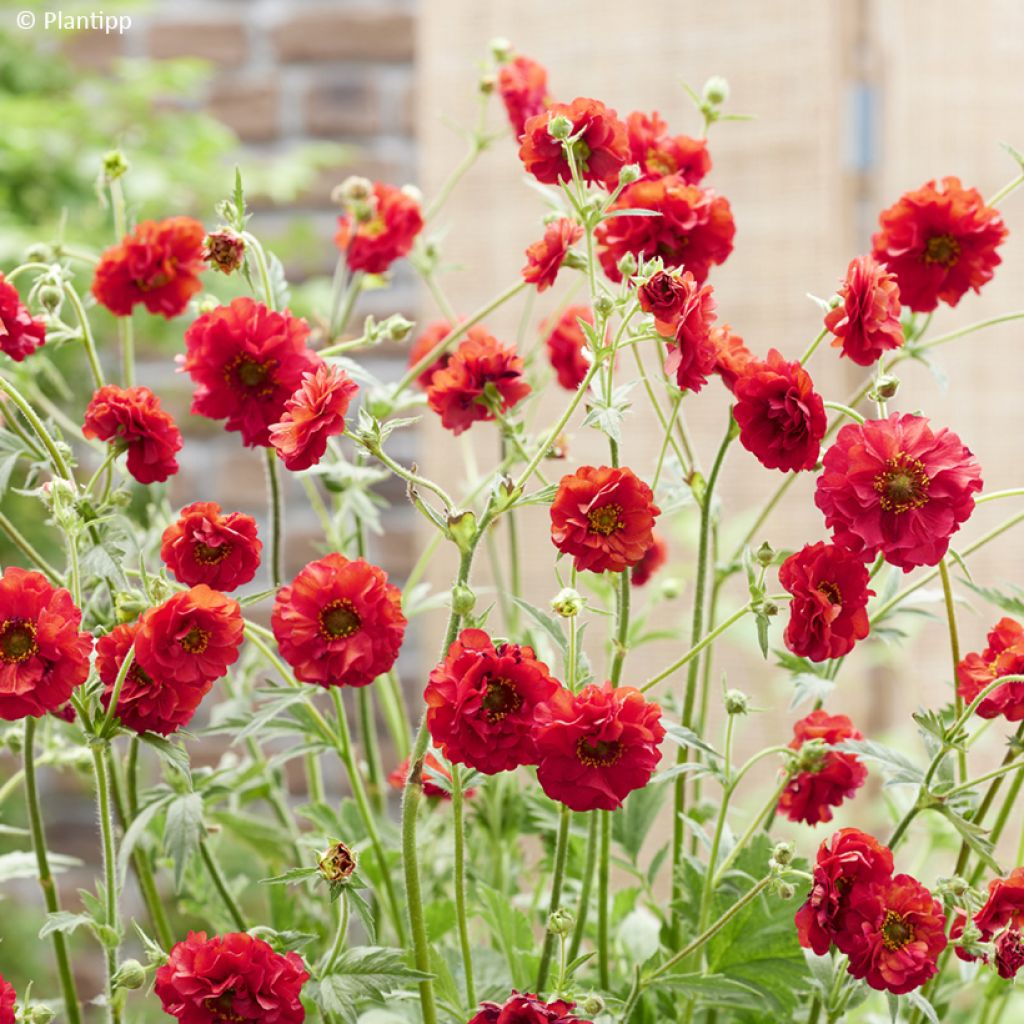 Geum Firestarter