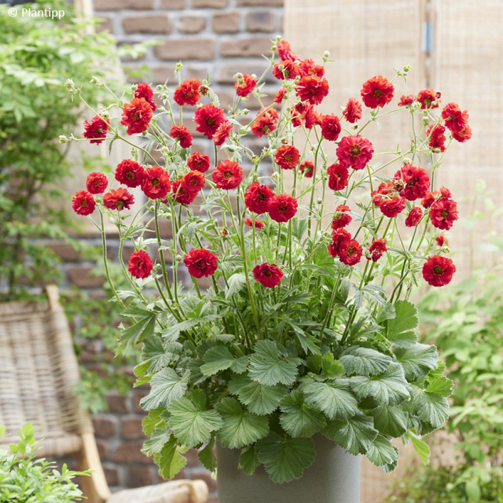 Geum Firestarter