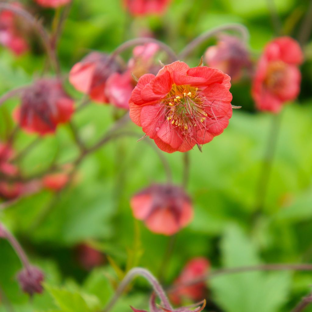 Geum Flames of Passion