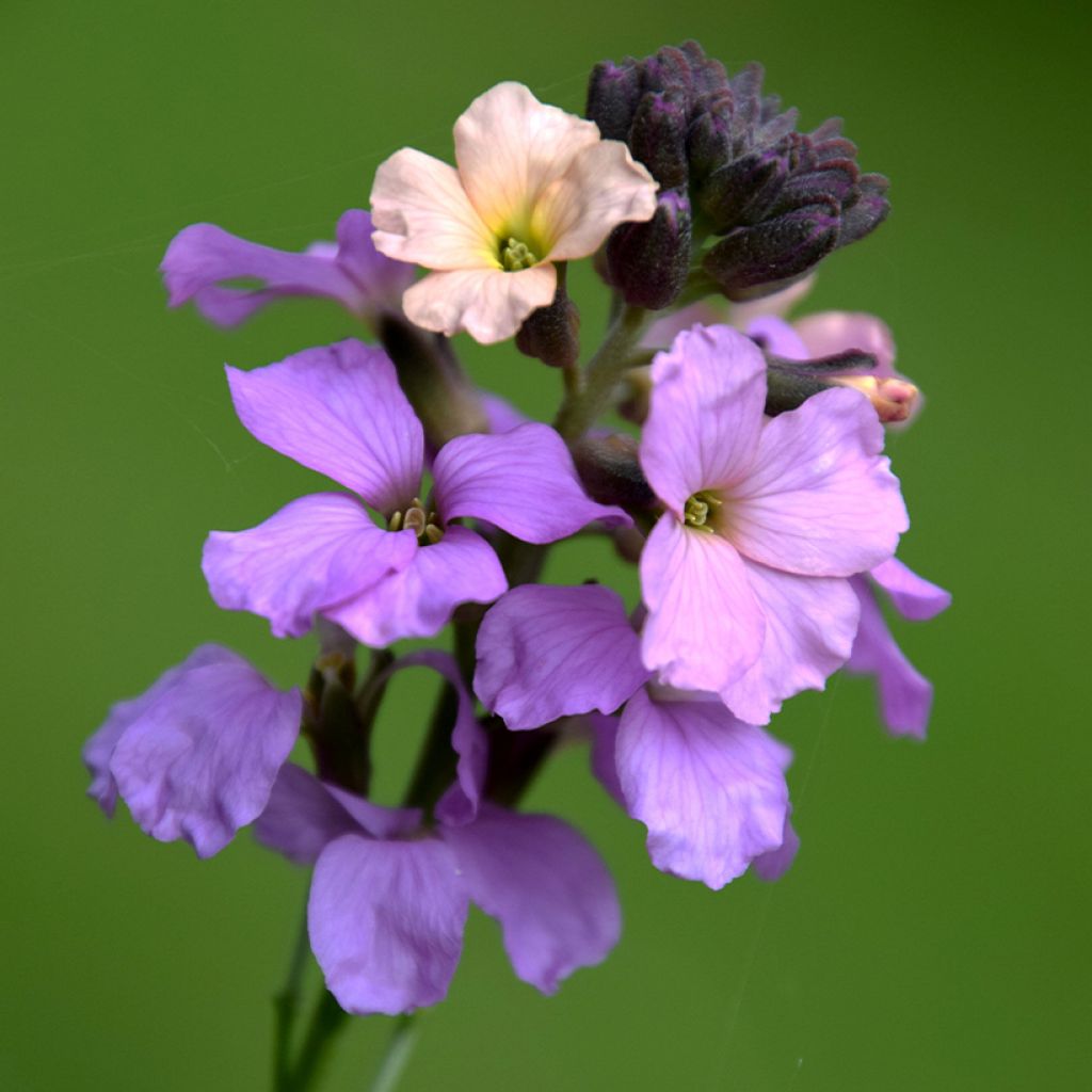 Erysimum Jenny Brook - Wallflower