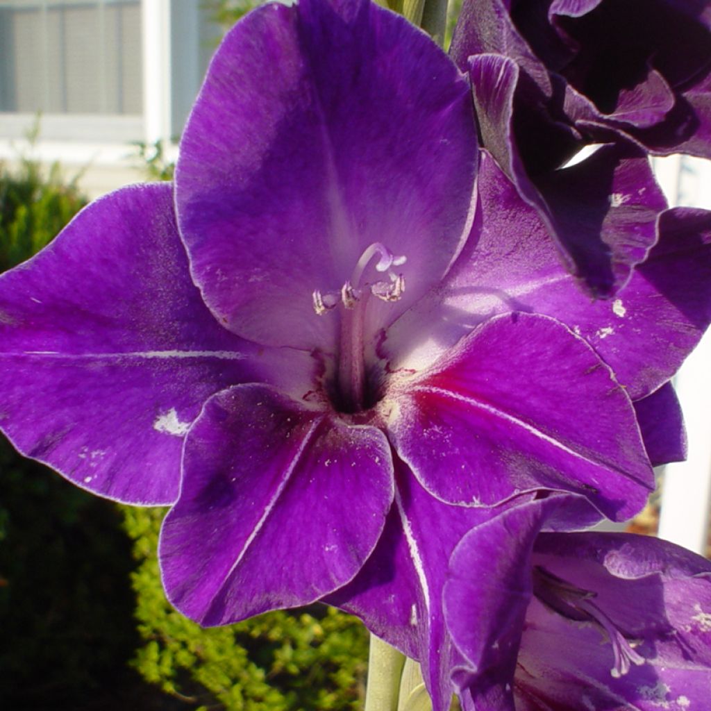 Gladiolus x grandiflorus Deep Purple - Sword Lily