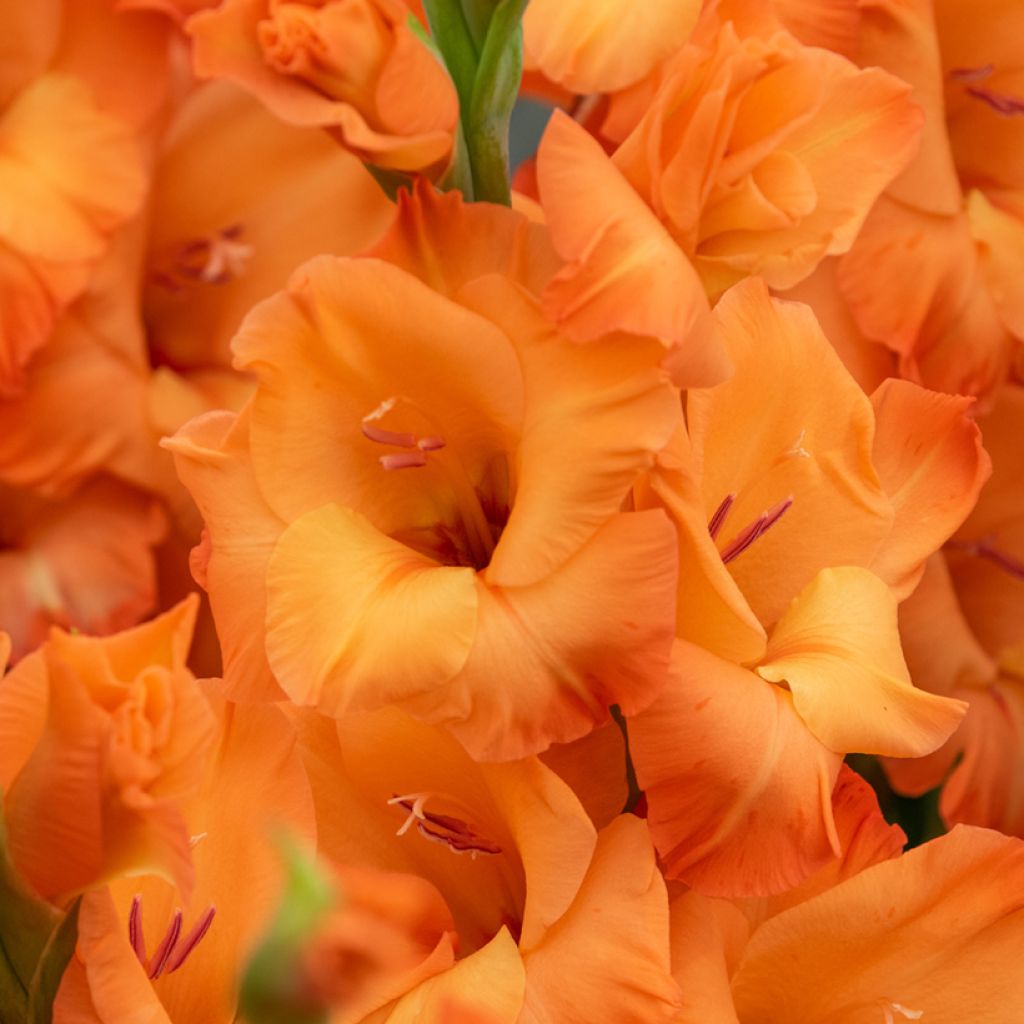 Gladiolus x grandiflorus Prince of Orange - Sword Lily