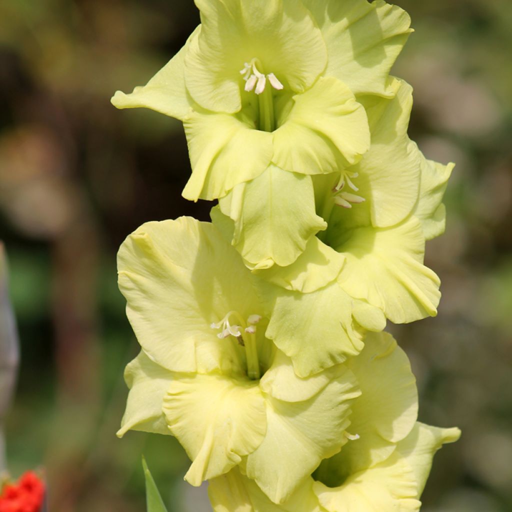 Gladiolus Green Star - Sword Lily