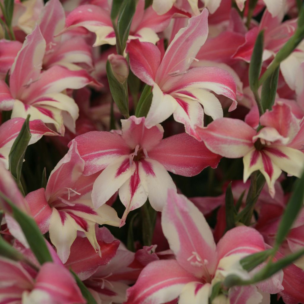 Gladiolus Galaxian - Sword Lily