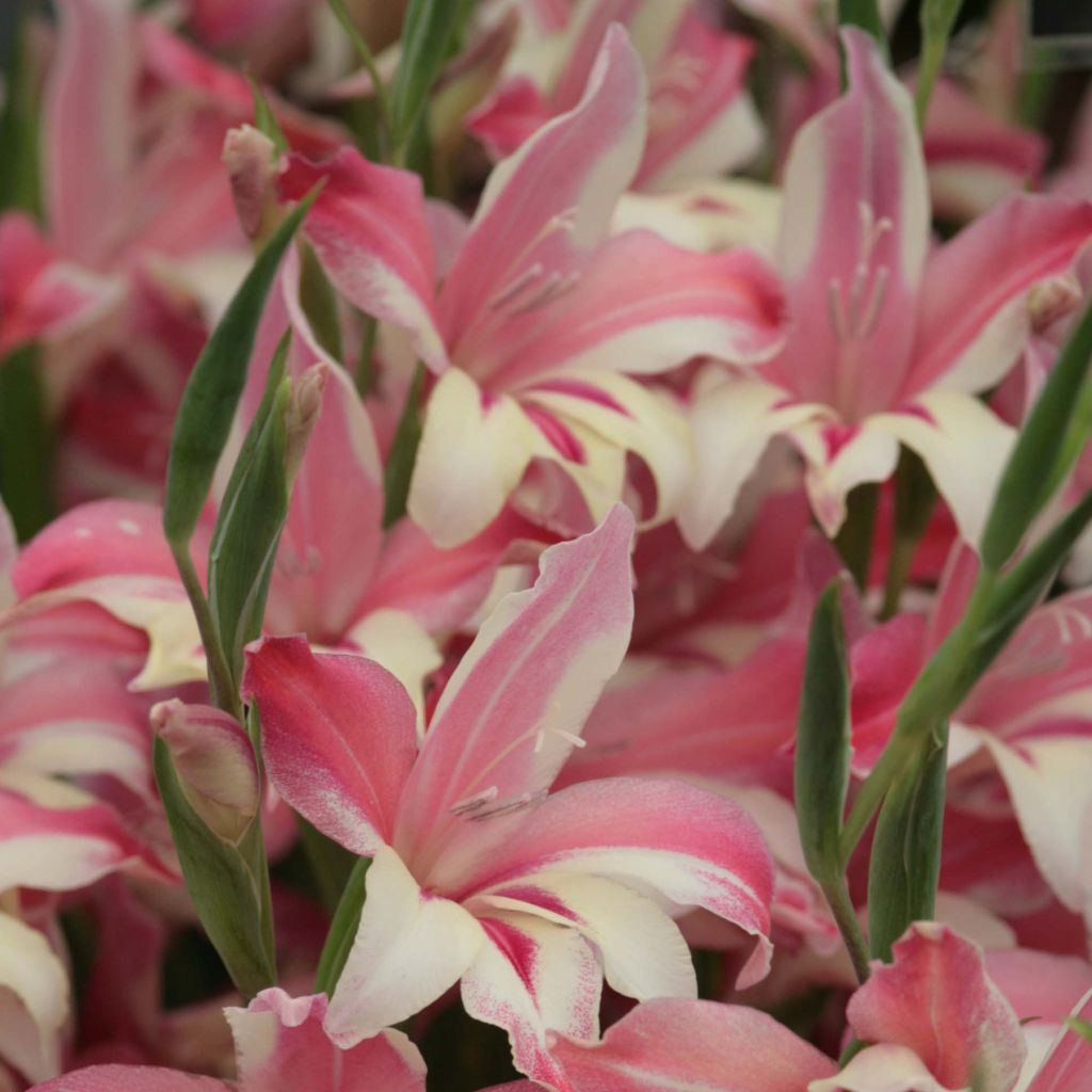 Gladiolus Galaxian - Sword Lily