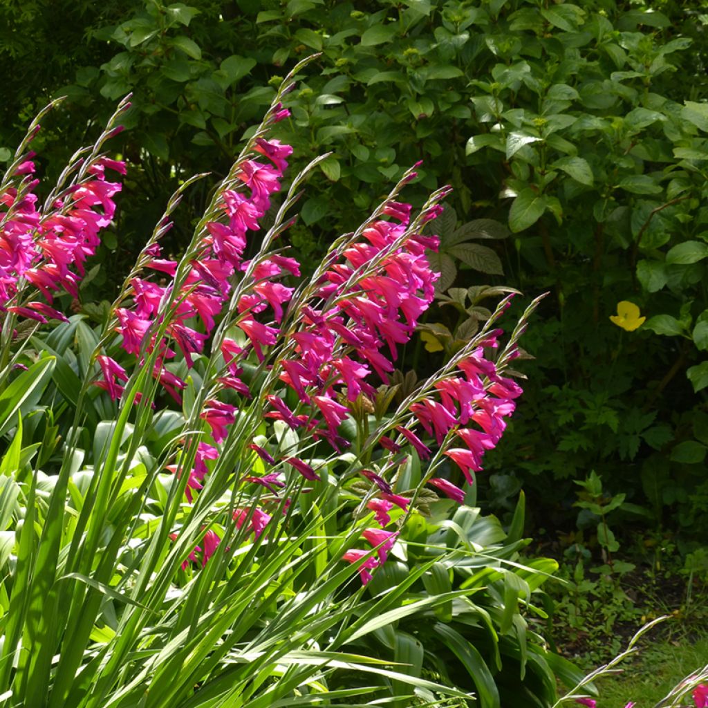 Gladiolus byzantinus Whistling Jack - Byzantine Gladiolus