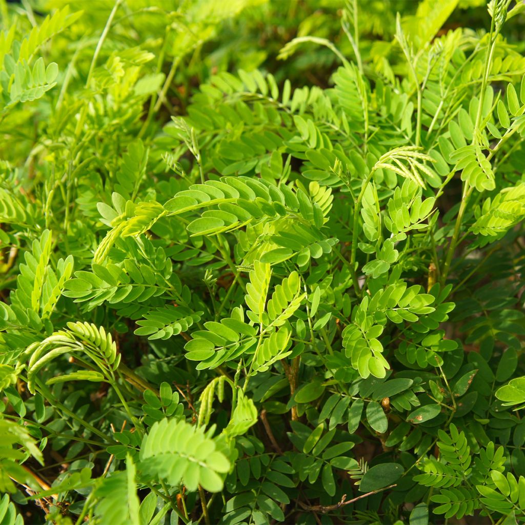 Gleditsia triacanthos Elegantissima - Honeylocust