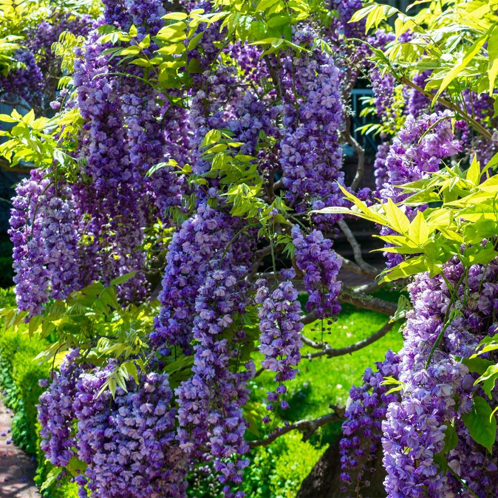 Glycine de Chine - Wisteria sinensis Flore Pleno