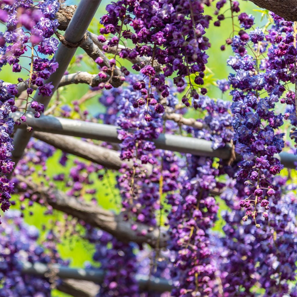 Glycine de Chine - Wisteria sinensis Flore Pleno