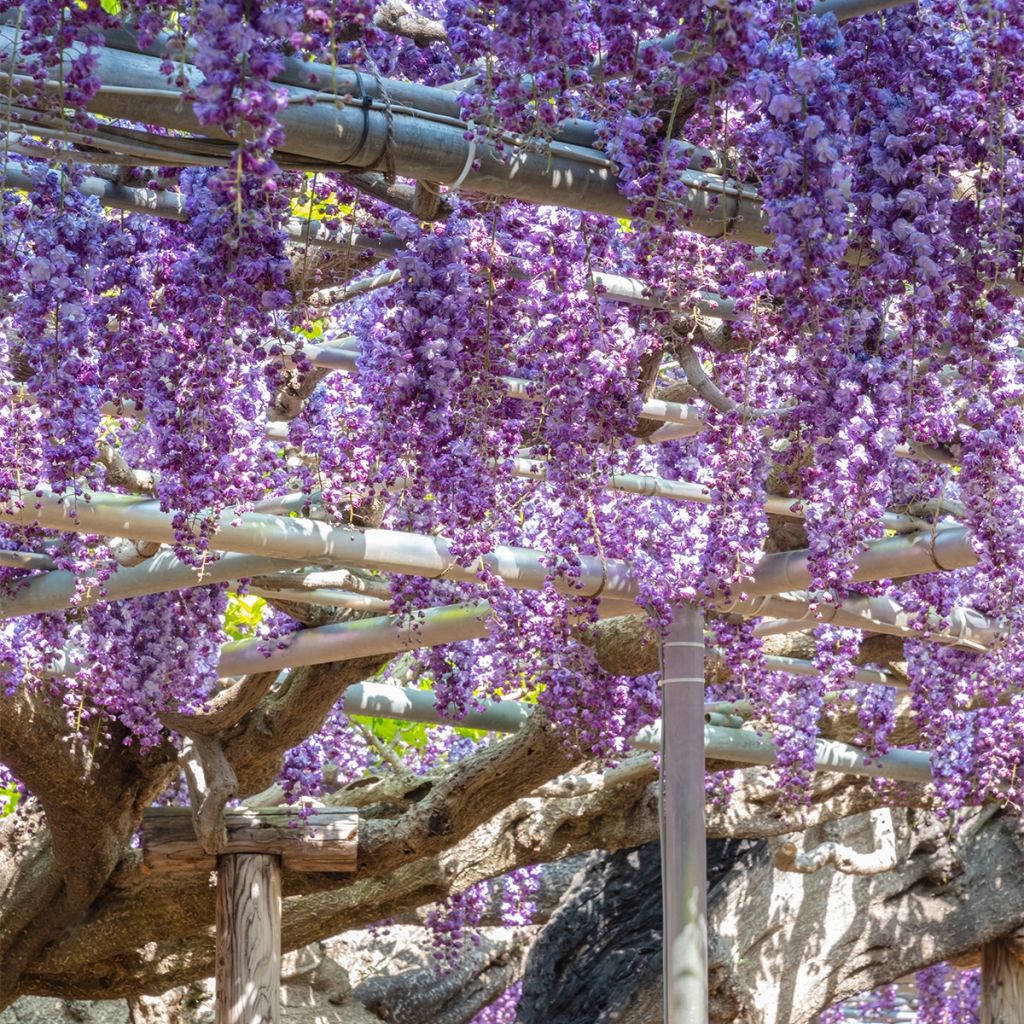 Wisteria sinensis Flore Pleno