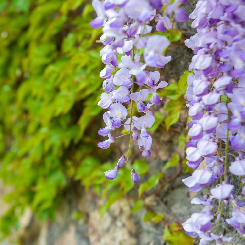 Wisteria floribunda Premature