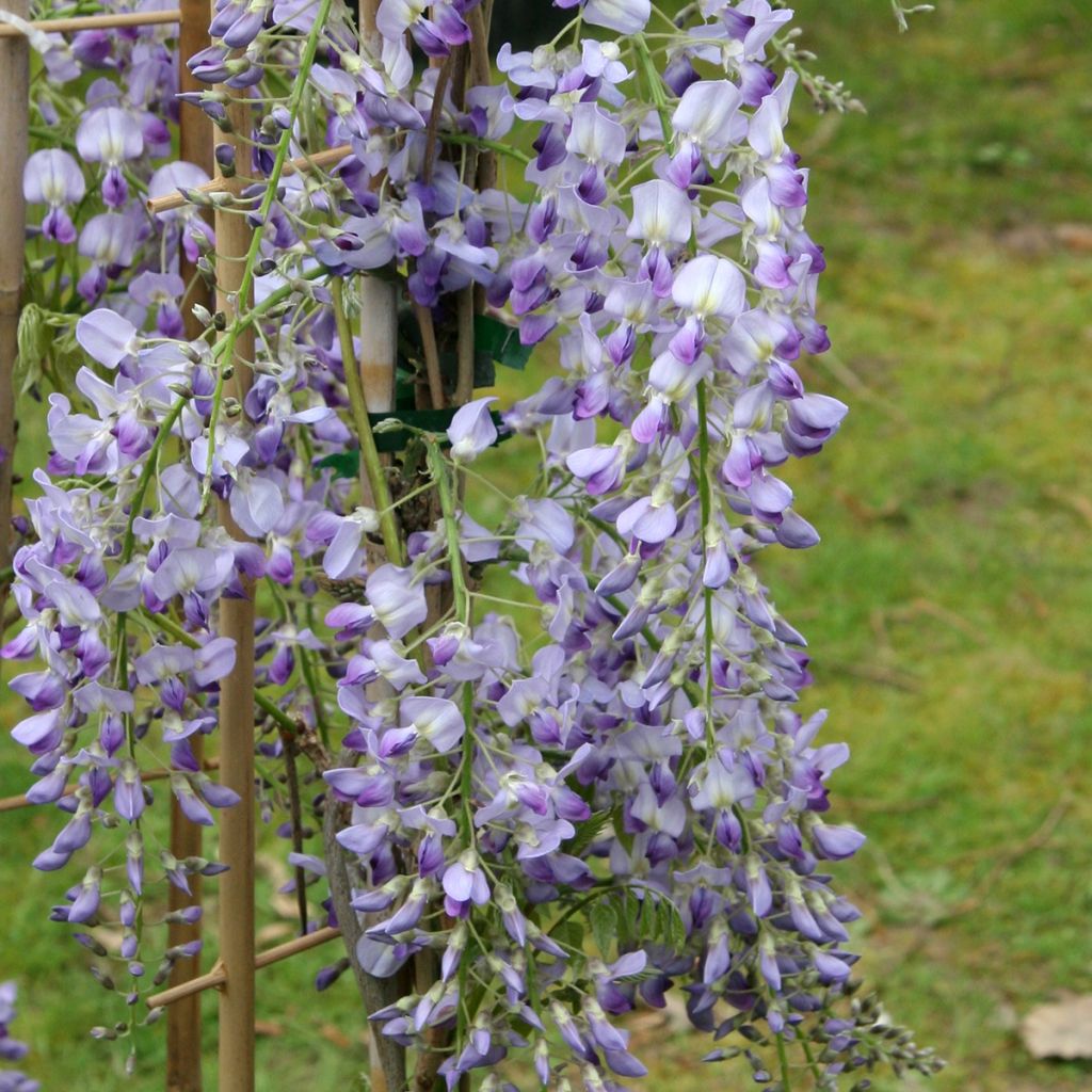 Wisteria floribunda Premature