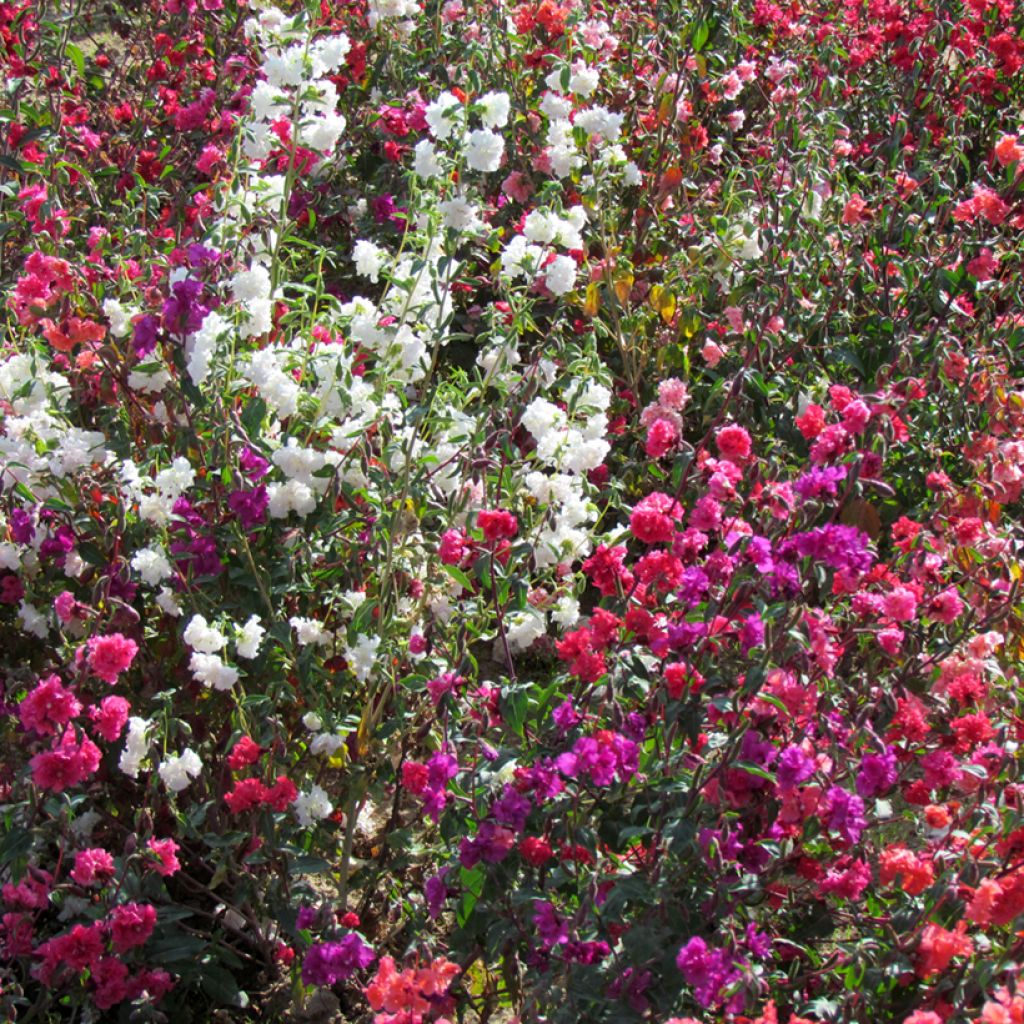 Clarkia unguiculata Excellent Mix Seeds - Mountain Garland